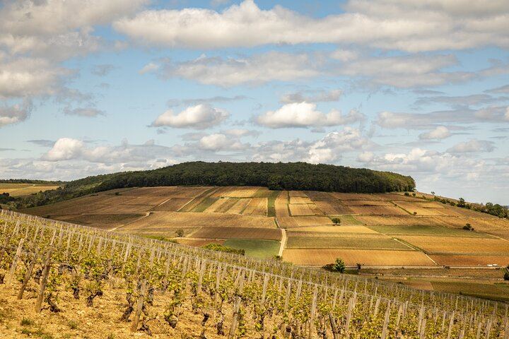 Full-Day Private Côte de Beaune Chardonnay Tour by Minivan with a Native Wine Guide (1/9)