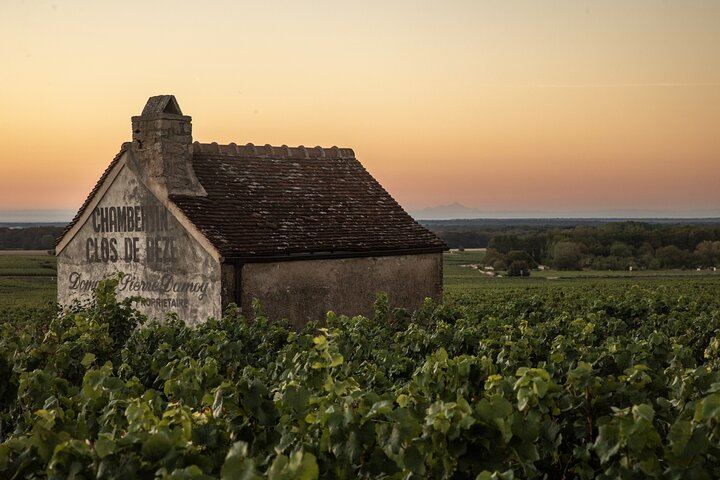 Full-Day Private Côte de Nuits Red Wine Tour by Minivan from Dijon or Beaune (1/7)