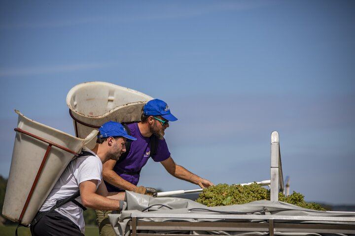 Full-Day Private Côte de Beaune Chardonnay Tour by Minivan with a Native Wine Guide (5/9)