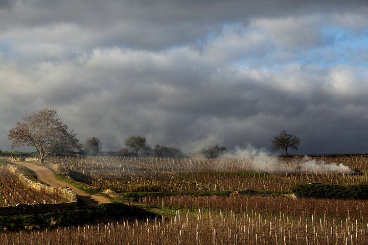 Full-Day Private Côte de Beaune Chardonnay Tour by Minivan with a Native Wine Guide (8/9)