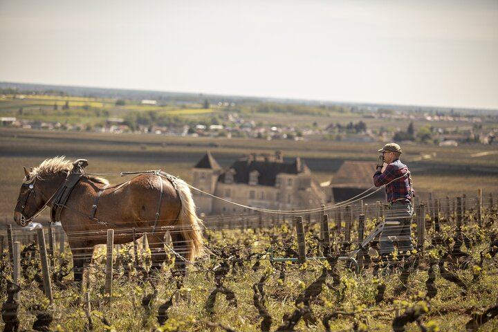 Full-Day Private Côte de Nuits Red Wine Tour by Minivan from Dijon or Beaune (3/7)