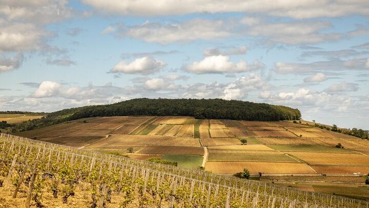Full-Day Private Côte de Beaune Chardonnay Tour by Minivan with a Native Wine Guide (1/9)