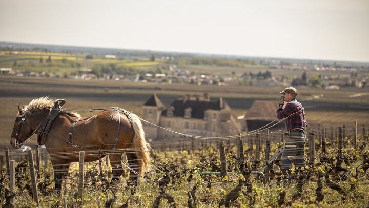 Full-Day Private Côte de Nuits Red Wine Tour by Minivan from Dijon or Beaune (3/7)
