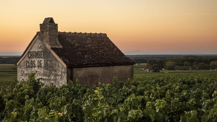Full-Day Private Côte de Nuits Red Wine Tour by Minivan from Dijon or Beaune (1/7)