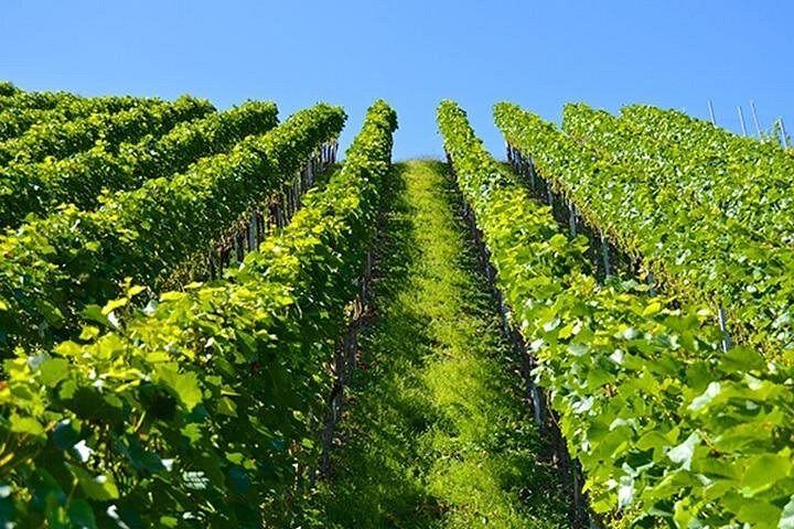 Paarl, Franschhoek and Stellenbosch Day Tour: Huguenot History, Mandela Prison, 3 Tastings (7/10)