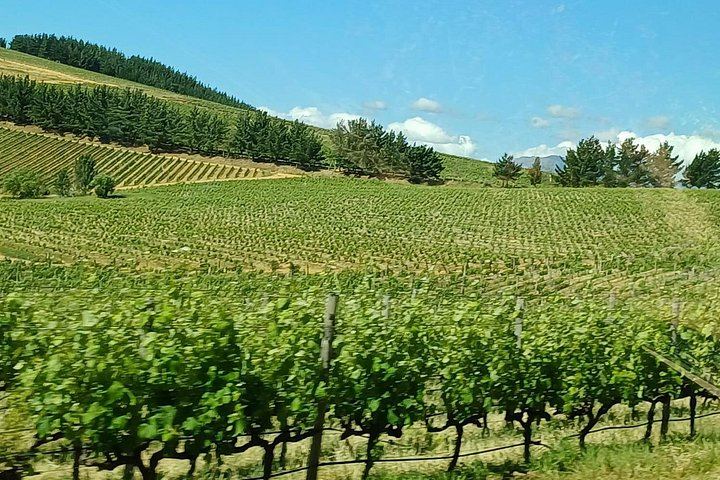 Paarl, Franschhoek and Stellenbosch Day Tour: Huguenot History, Mandela Prison, 3 Tastings (9/10)