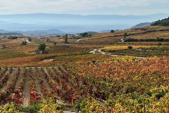Rioja Full-Day Wine Tour from San Sebastian: Small Wineries and Laguardia (6/12)
