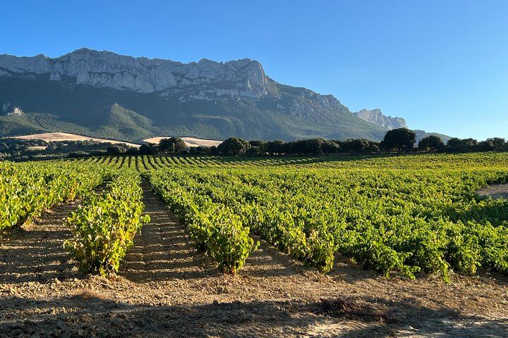Rioja Full-Day Wine Tour from San Sebastian: Small Wineries and Laguardia (3/12)