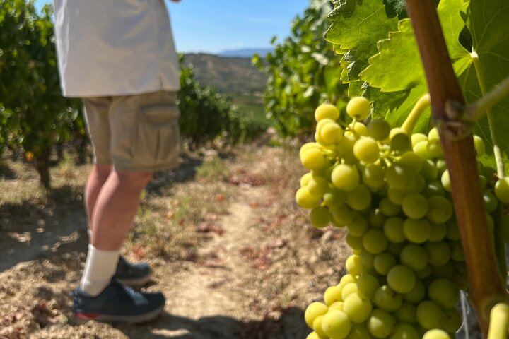 Rioja Full-Day Wine Tour from San Sebastian: Small Wineries and Laguardia (5/12)