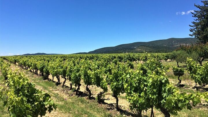 Full-Day South Luberon Wine Tour from Marseille with Three Wineries and Lourmarin Lunch (4/5)