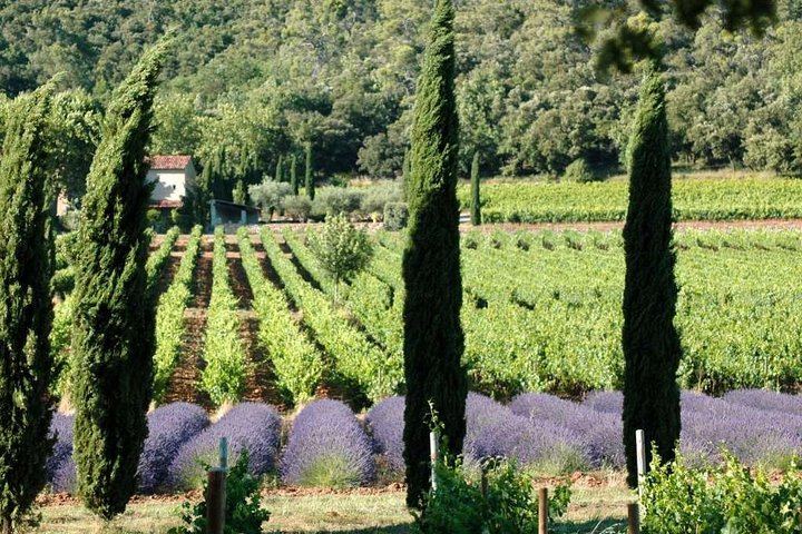 Full-Day South Luberon Wine Tour from Marseille with Three Wineries and Lourmarin Lunch (1/5)