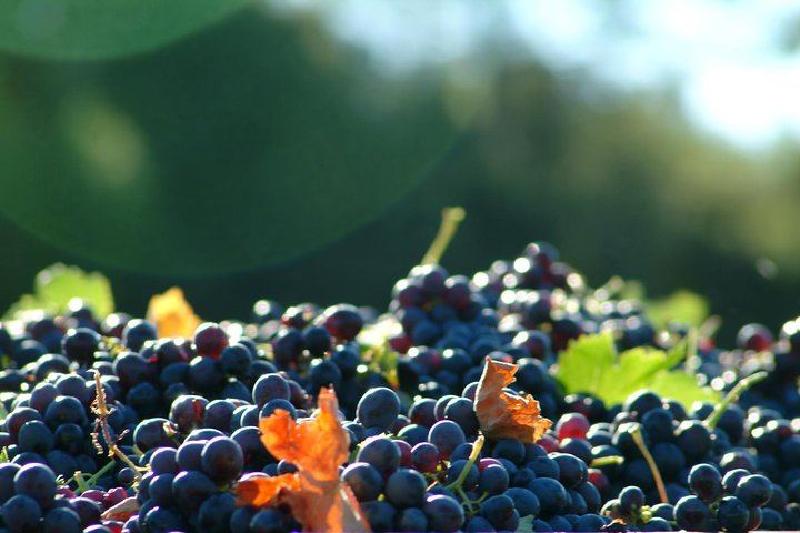 Full-Day South Luberon Wine Tour from Marseille with Three Wineries and Lourmarin Lunch (5/5)