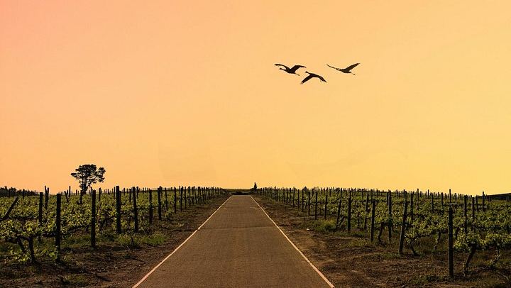 Franschhoek Wine Tram Day Tour: Zevenwacht, Weltevreden, Drakenstein Prison (3/12)