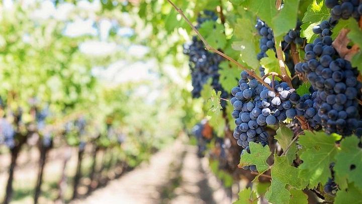 Franschhoek Wine Tram Day Tour: Zevenwacht, Weltevreden, Drakenstein Prison (4/12)