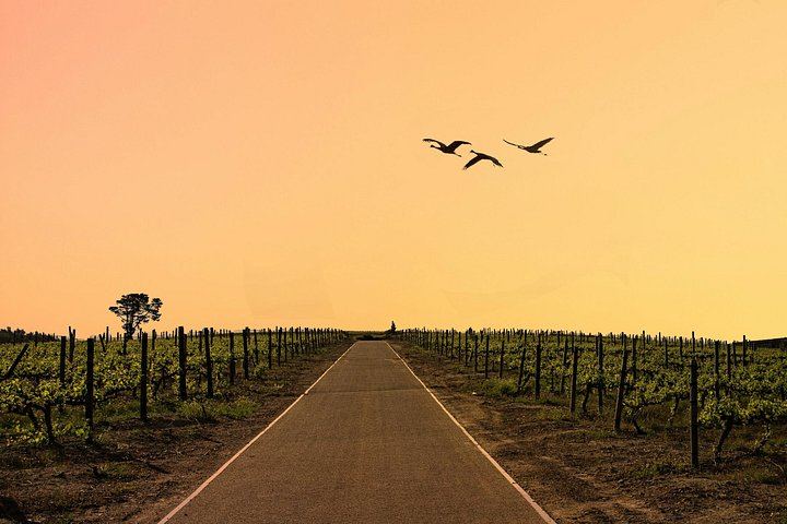 Franschhoek Wine Tram Day Tour: Zevenwacht, Weltevreden, Drakenstein Prison (3/12)