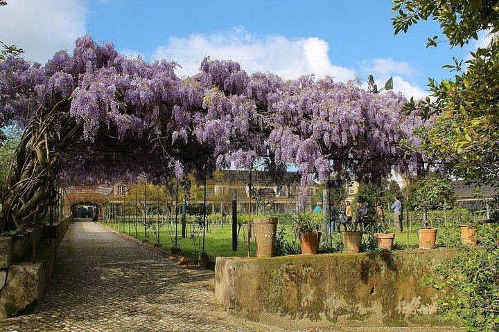 Private Setúbal Wine Day from Lisbon: Three Family Cellars or Two Plus a Village Lunch (6/12)