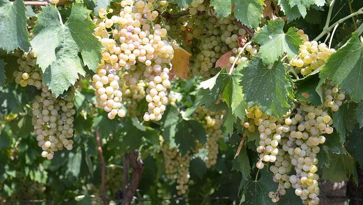 Pagus Wine Tours Half-Day Soave and Amarone Tour from Verona: Walled Town and Two Wineries (4/7)