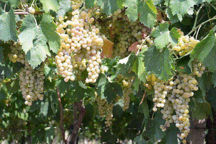 Pagus Wine Tours Half-Day Soave and Amarone Tour from Verona: Walled Town and Two Wineries (4/7)