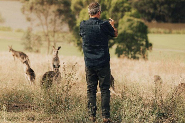 Yarra Valley Afternoon Tour: Chandon Sparkling, Cheese and Sunset Kangaroos, 12 Guests Max (2/12)