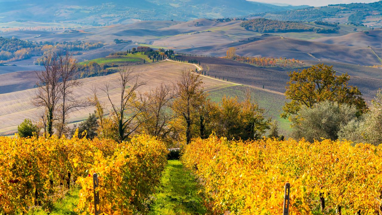 Rows of vines turned golden yellow in autumn, with rolling Tuscan hills and bare trees in the distance