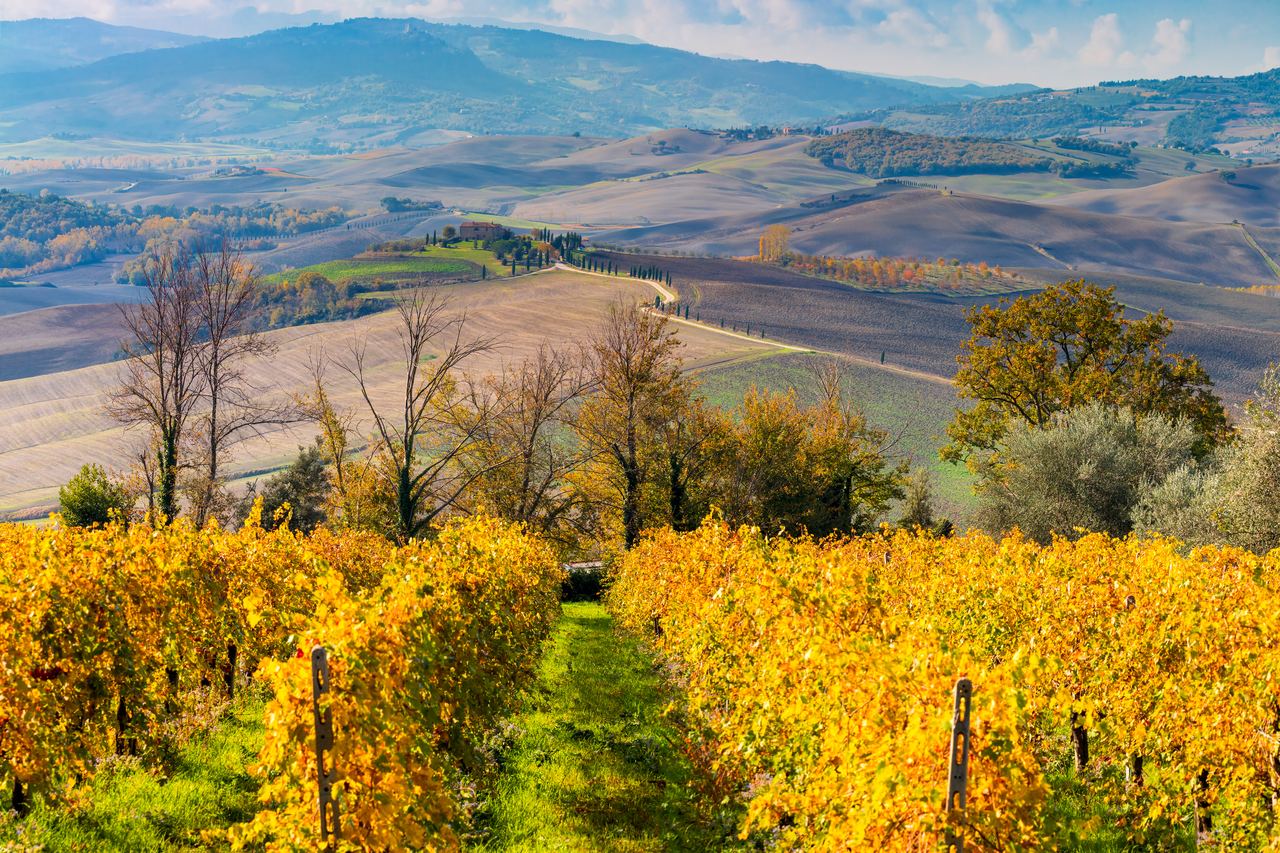 Rows of vines turned golden yellow in autumn, with rolling Tuscan hills and bare trees in the distance