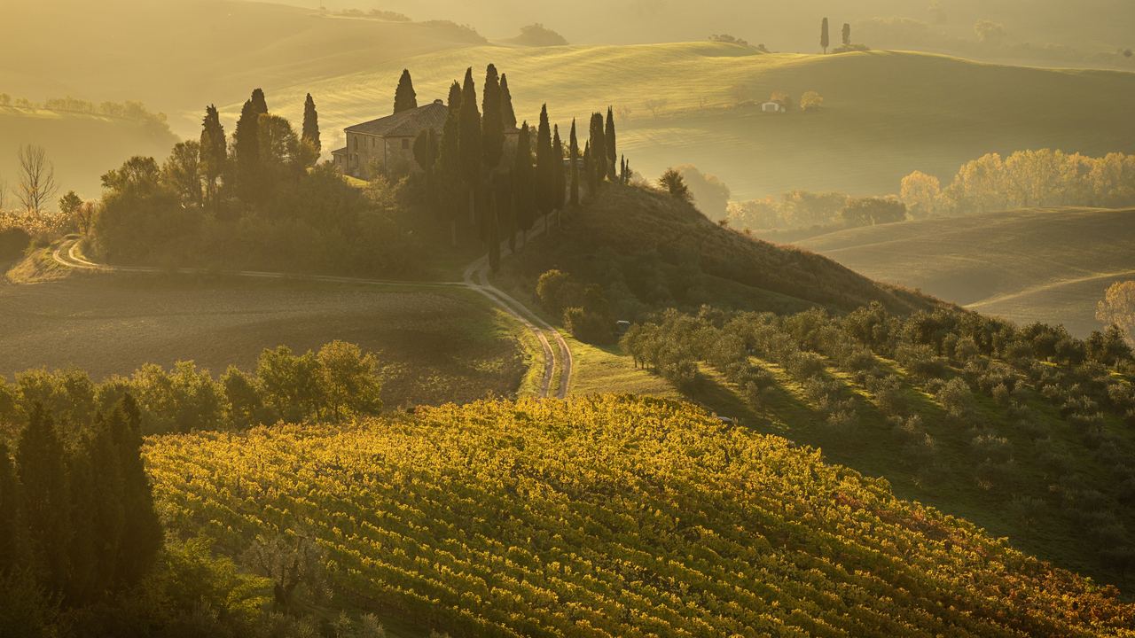 Golden morning light over vineyard rows on a Tuscan hillside