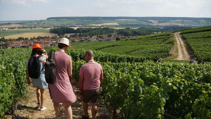 Two-Hour Guided Vineyard Walk in Cumières with 3 Champagnes and Local Food Pairings (1/5)