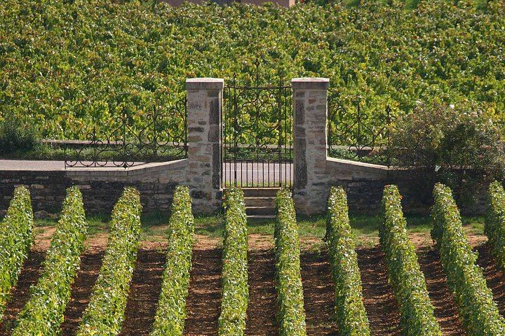 Full-Day Côte d'Or Wine Tour from Dijon: Montrachet Grand Cru, Charcuterie, Family Winery (8/12)