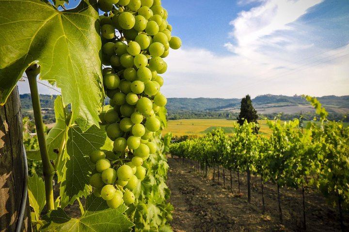 Kakheti Wine Day Tour with Friendly.ge: Ujarma, Gremi, Telavi, Kvareli and Sighnaghi (5/12)