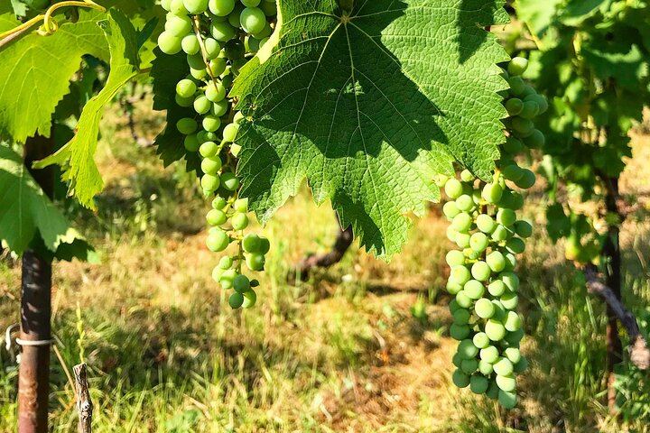 Kakheti Wine Day Tour with Friendly.ge: Ujarma, Gremi, Telavi, Kvareli and Sighnaghi (10/12)