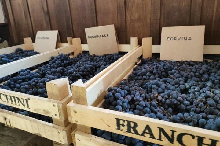 Pagus Full-Day Valpolicella Tour from Verona: Two Wineries, Amarone and Osteria Lunch (6/9)