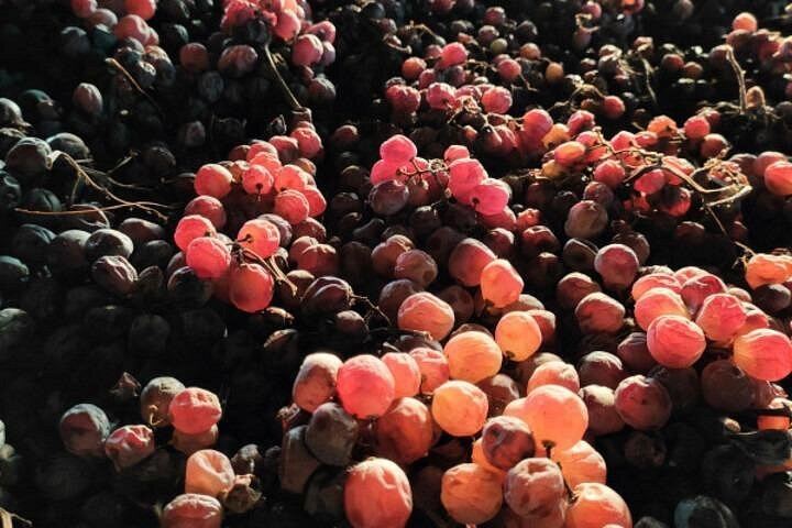 Pagus Full-Day Valpolicella Tour from Verona: Two Wineries, Amarone and Osteria Lunch (8/9)