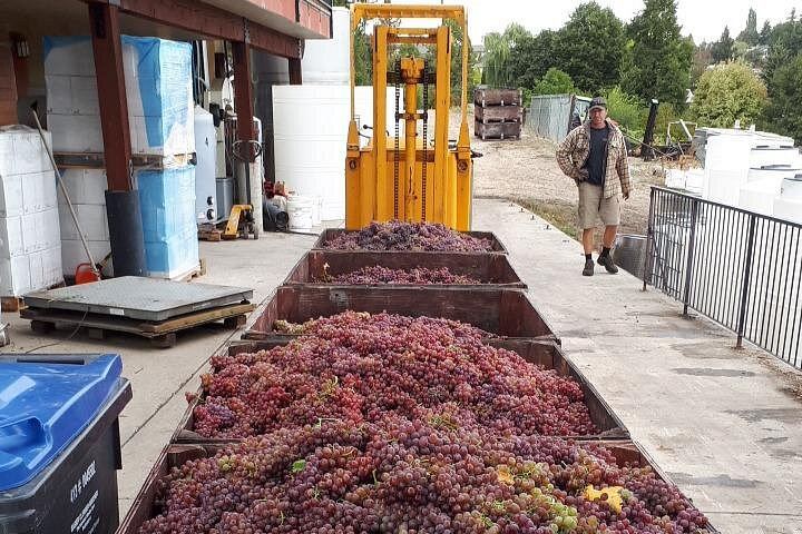 Kelowna or West Kelowna Afternoon Wine Tour by Mercedes Van, Up to 4 Hours (12/12)