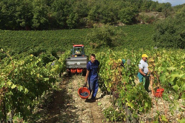 Small-Group Chianti Tasting from Florence at a 12th-Century Villa: Seven Wines and Lunch (4/9)