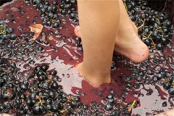 Grape Stomping on a Provençal Farm in Cadenet, with Oak Barrels and a Cheese Buffet