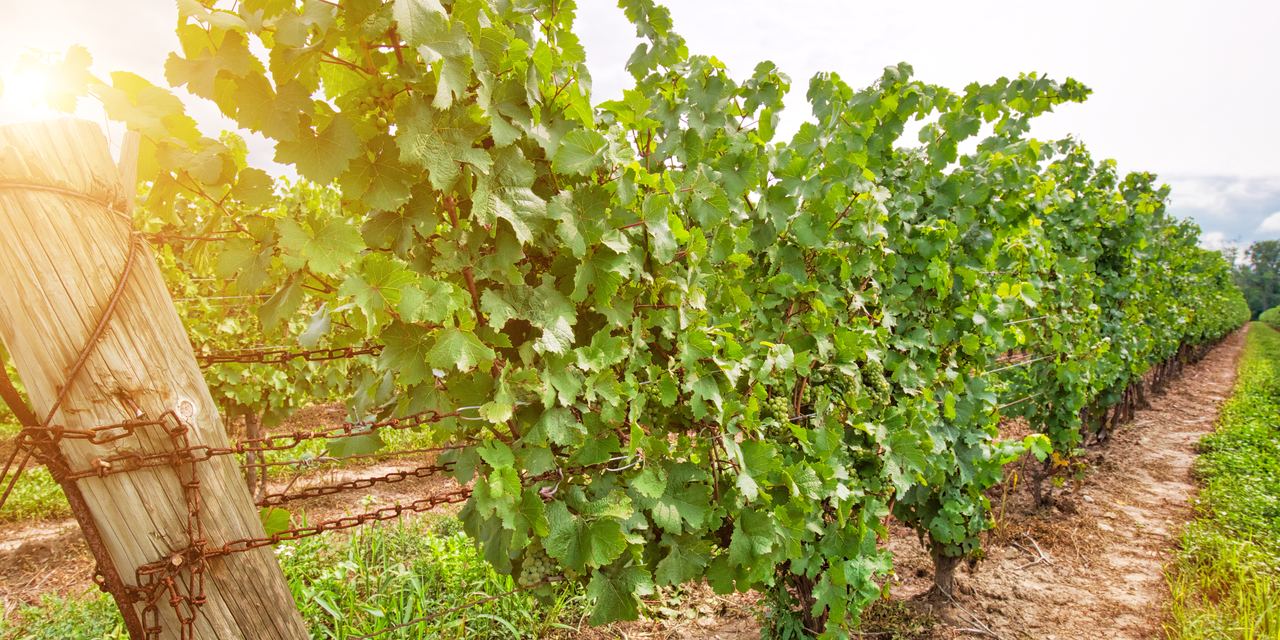 Sunlit rows of grapevines along a wooden trellis post in the vineyards of Niagara-on-the-Lake, Ontario