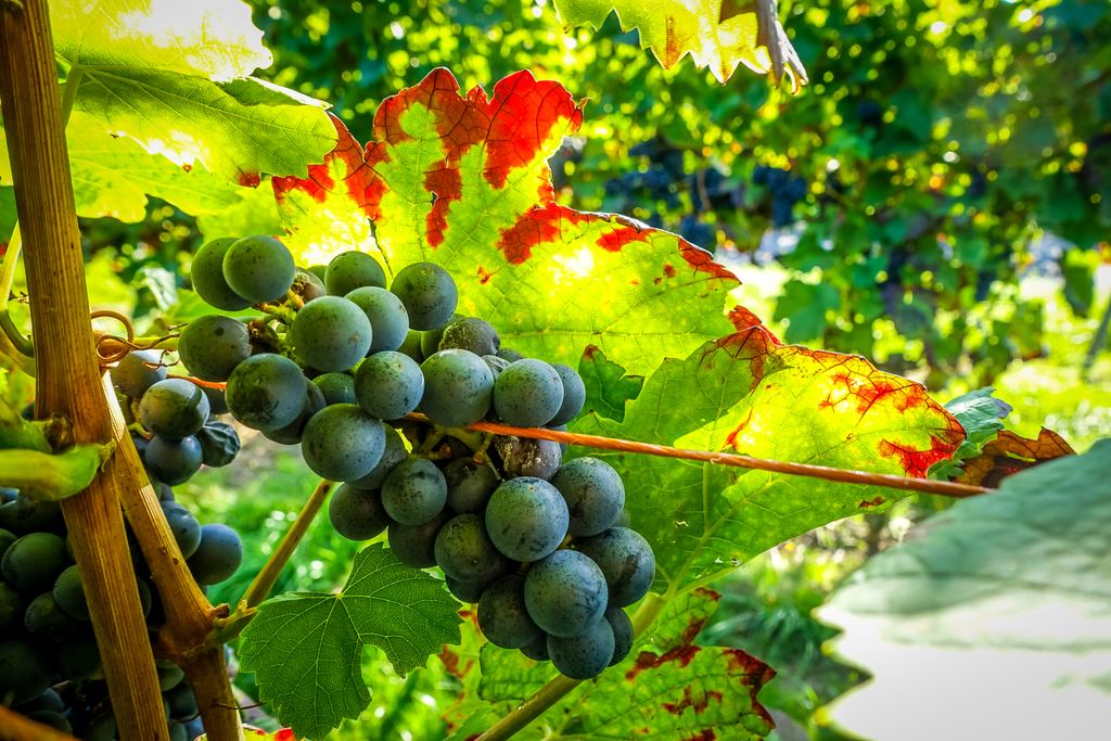 Close-up of a cluster of ripe dark blue grapes on the vine beside a leaf turning red and yellow, in warm sunlight