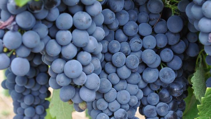 Barossa Valley Small-Group Cellar Door Day Tour with Lunch from Adelaide (4/5)
