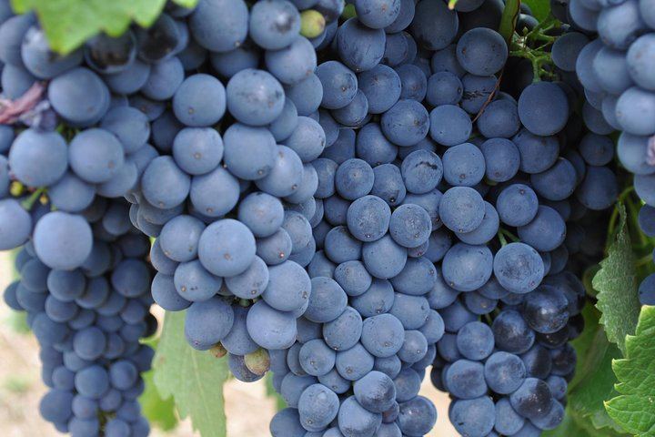 Barossa Valley Small-Group Cellar Door Day Tour with Lunch from Adelaide (4/5)