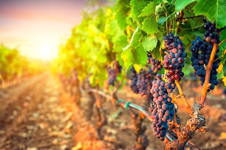 Sunset Sip Wine Tour by VIVID Tours: 3 Wineries and Winery Restaurant Dinner Reservation (2/8)