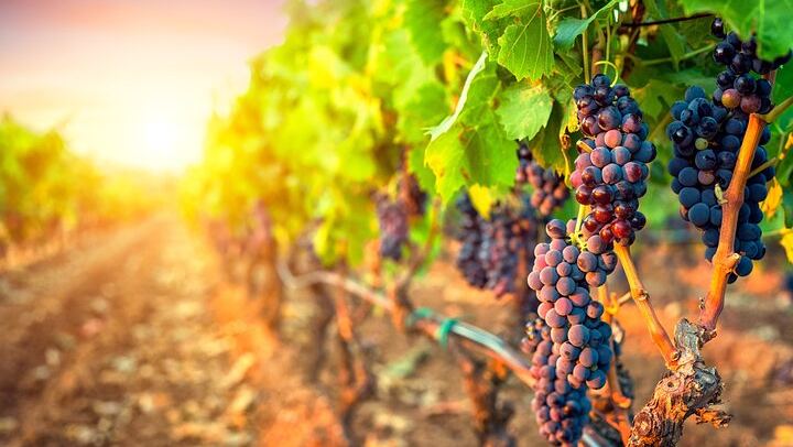 Sunset Sip Wine Tour by VIVID Tours: 3 Wineries and Winery Restaurant Dinner Reservation (2/8)