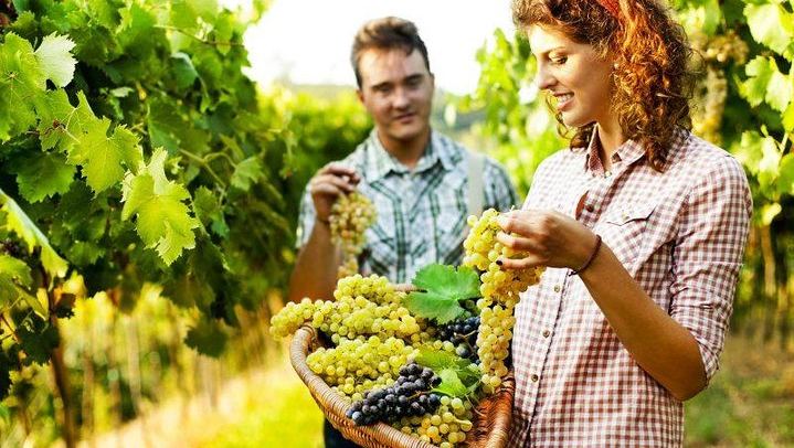 Private Grape Stomping at a Chianti Farmhouse: Meet in Castellina, Harvest and Tasting (2/11)