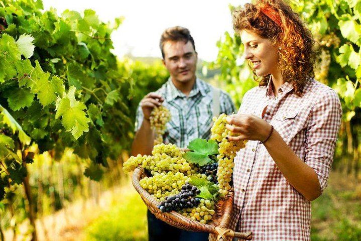 Private Grape Stomping at a Chianti Farmhouse: Meet in Castellina, Harvest and Tasting (2/11)