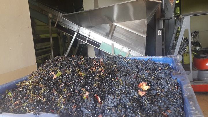 Stellenbosch Half-Day Wine Tour from Cape Town: Two Estates, Cellar Visit and Pairings (3/12)