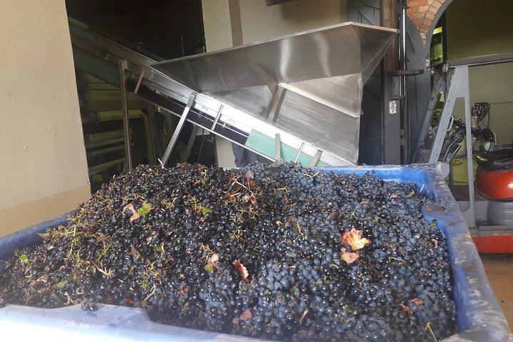 Stellenbosch Half-Day Wine Tour from Cape Town: Two Estates, Cellar Visit and Pairings (3/12)