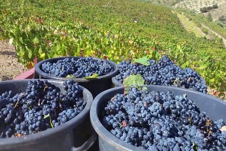 Douro Valley Boutique Wineries Day Trip from Porto: Family Producers, 8 Per Vehicle (8/12)