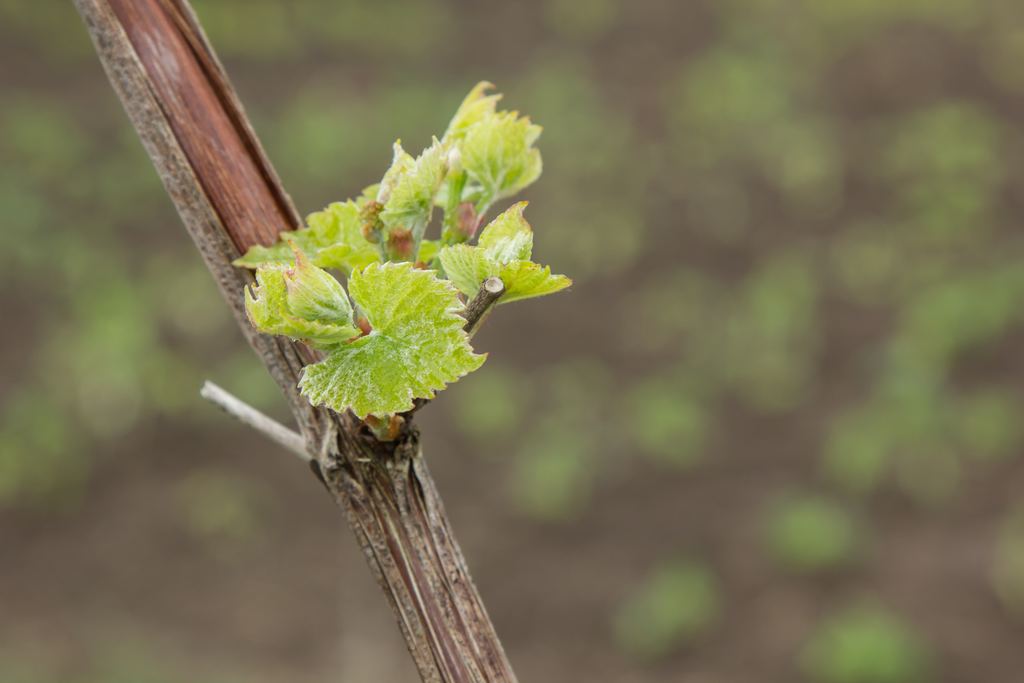 Young grapevine buds breaking into fresh green leaves on an old cane in early spring
