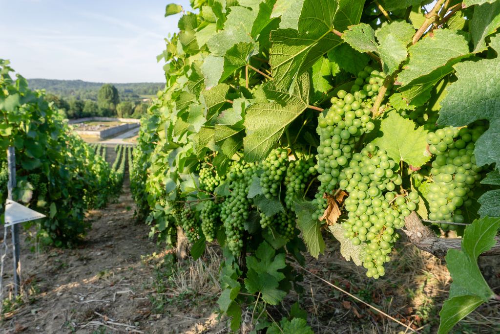 Bunches of green grapes on a vine in a Champagne vineyard