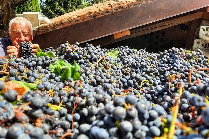 Greve in Chianti Organic Family Winery Visit: Vineyard, Olive Grove and Cellar Tasting (3/8)