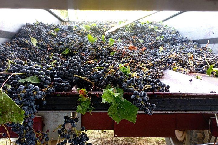 Greve in Chianti Organic Family Winery Visit: Vineyard, Olive Grove and Cellar Tasting (4/8)